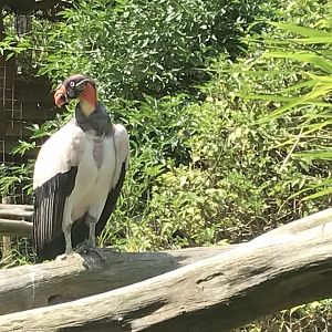 King vulture 050819