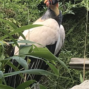 King vulture 050819