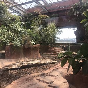 Komodo dragon exhibit 050819