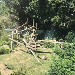 Lion-tailed macaque exhibit 050819