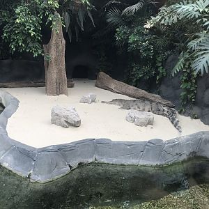 Slender-snouted crocodile exhibit 050819