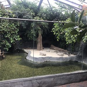 Slender-snouted crocodile exhibit 050819