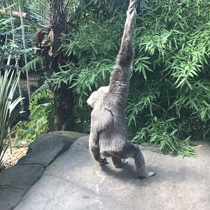 Pileated gibbon 050819