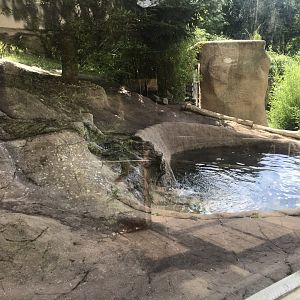 Asian small-clawed otter and Binturong exhibit 050819