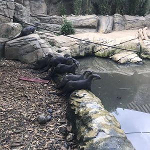 Indochinese smooth-coated otters 050819