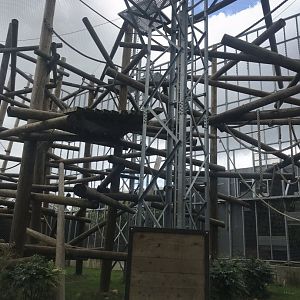 Chimpanzee outdoors 050819