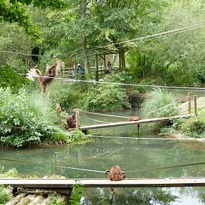 Bornean orangutans, September 2019