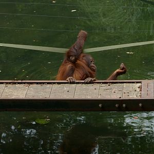 Tatty living dangerously, September 2019