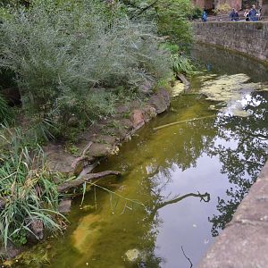 Fishing Cat Enclosure at Nuremberg, 07/09/19
