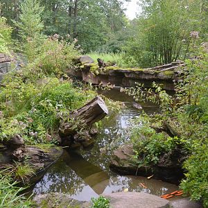 European Beaver Enclosure at Nuremberg, 07/09/19