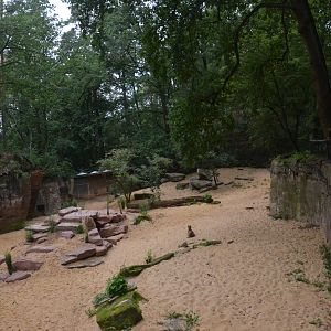 Cheetah Enclosure at Nuremberg, 08/09/19