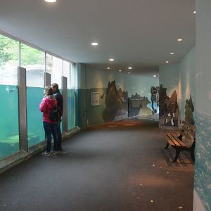 Humboldt Penguin Viewing at Nuremberg, 08/09/19