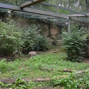 Snow Leopard Enclosure at Nuremberg, 08/09/19