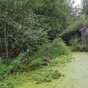 Yellow-throated Marten Enclosure at Nuremberg, 08/09/19