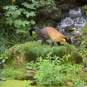 Northern Yellow-throated Marten at Nuremberg, 08/09/19