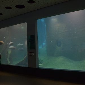 Manatee Viewing in Blue Salon at Nuremberg, 08/09/19