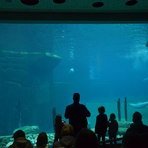 Dolphin Viewing in Blue Salon at Nuremberg, 08/09/19