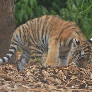 Amur Tiger Cub at Colchester, 09/09/19
