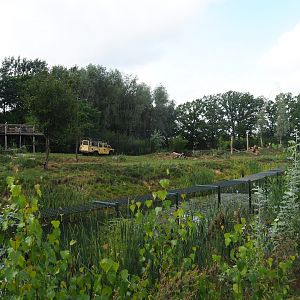 African lion exhibit, 2019-08-11