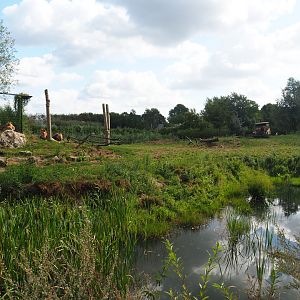 African lion exhibit, 2019-08-11