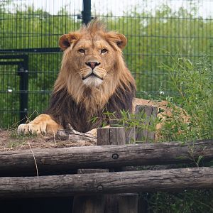 African lion (Panthera leo), 2019-08-11