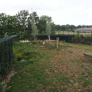 African lion exhibit, 2019-08-11