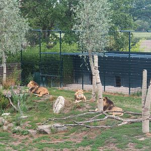 African lions (Panthera leo), bachelor pride, 2019-08-11