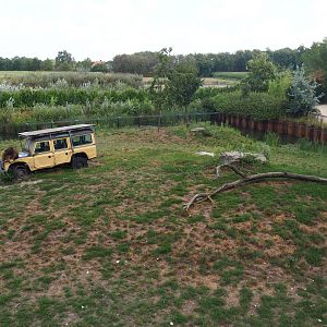 African lion exhibit, 2019-08-11