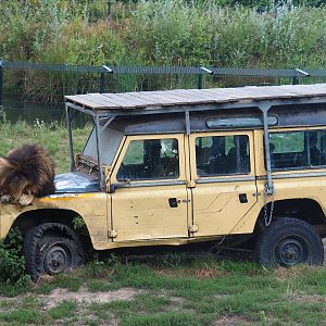 Land Rover in the African lion exhibit - With lion sleeping on the hood, 2019-08-11