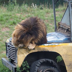 African lion (Panthera leo) sleeping on the hood of Land Rover, 2019-08-11
