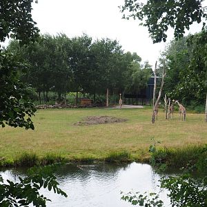 Reticulated giraffe exhibit, 2019-08-11