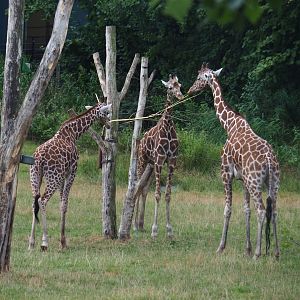 Reticulated giraffes (Giraffa reticulata), 2019-08-11