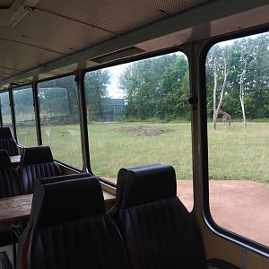 View into reticulated giraffe exhibit from old bus, 2019-08-11