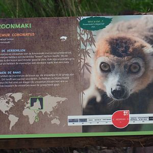 Sign Crowned lemur, 2019-08-11