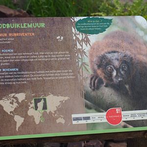 Sign Red-bellied lemur, 2019-08-11
