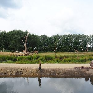 Pathway and reticulated giraffe exhibit seen from the lemur island, 2019-08-11