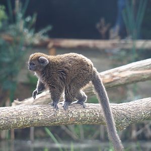 Lac Alaotra bamboo lemur (Hapalemur alaotrensis), 2019-08-11