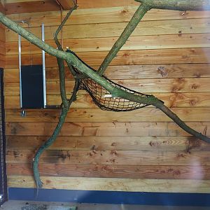 Indoor housing Lac Alaotra bamboo lemur, 2019-08-11