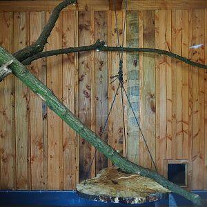 Indoor housing ring-tailed, crowned and red-bellied lemurs, 2019-08-11