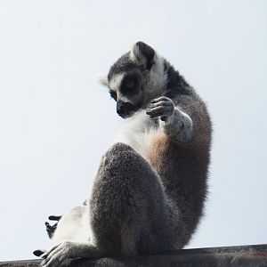 Ring-tailed lemur (Lemur catta), 2019-08-11