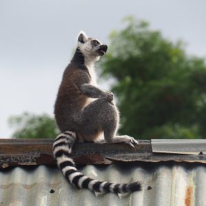Ring-tailed lemur (Lemur catta), 2019-08-11