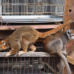 Crowned lemur pair (Eulemur coronatus), 2019-08-11