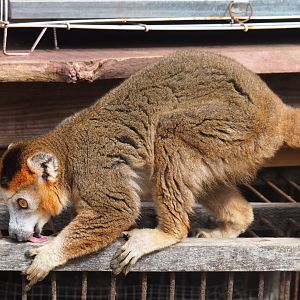Male crowned lemur (Eulemur coronatus), 2019-08-11