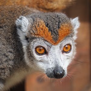Female crowned lemur (Eulemur coronatus), 2019-08-11