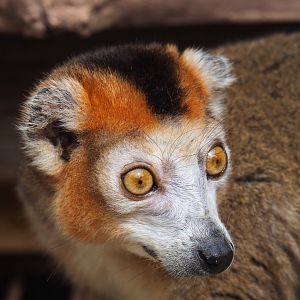 Male crowned lemur (Eulemur coronatus), 2019-08-11