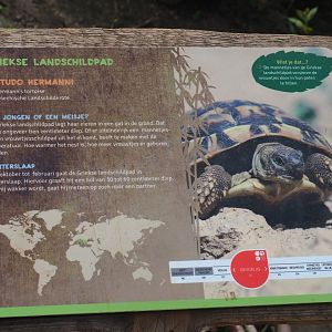 Sign Hermann's tortoise, 2019-08-11