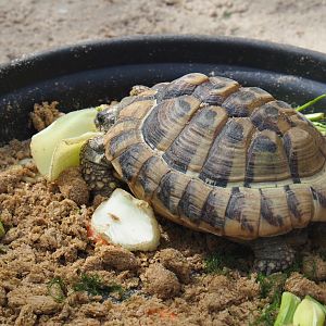 Hermann's tortoise (Testudo hermanni), 2019-08-11