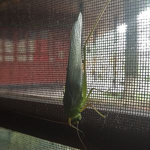 Katydid