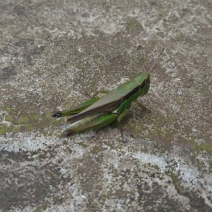 Grasshopper