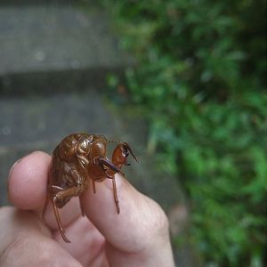 Cicada moult?